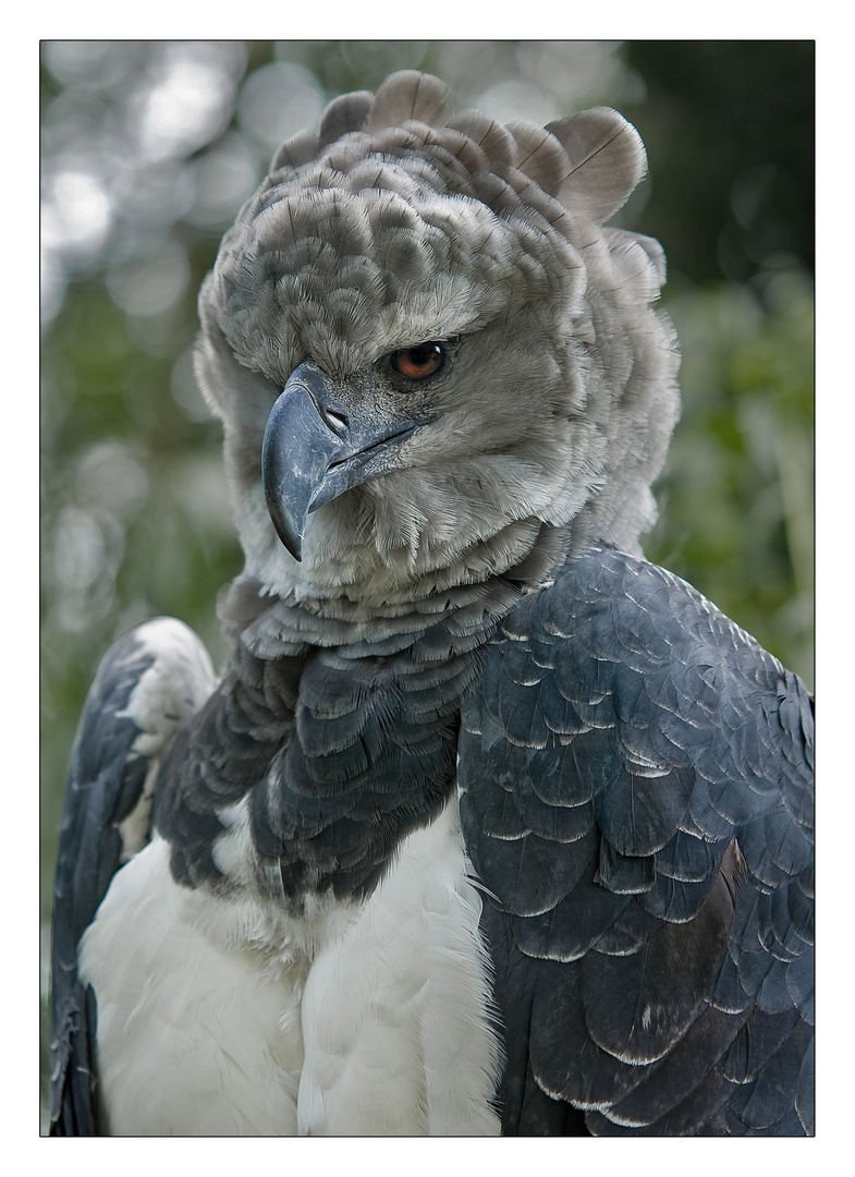 Harpyie Foto & Bild natur, zoo, tiere Bilder auf