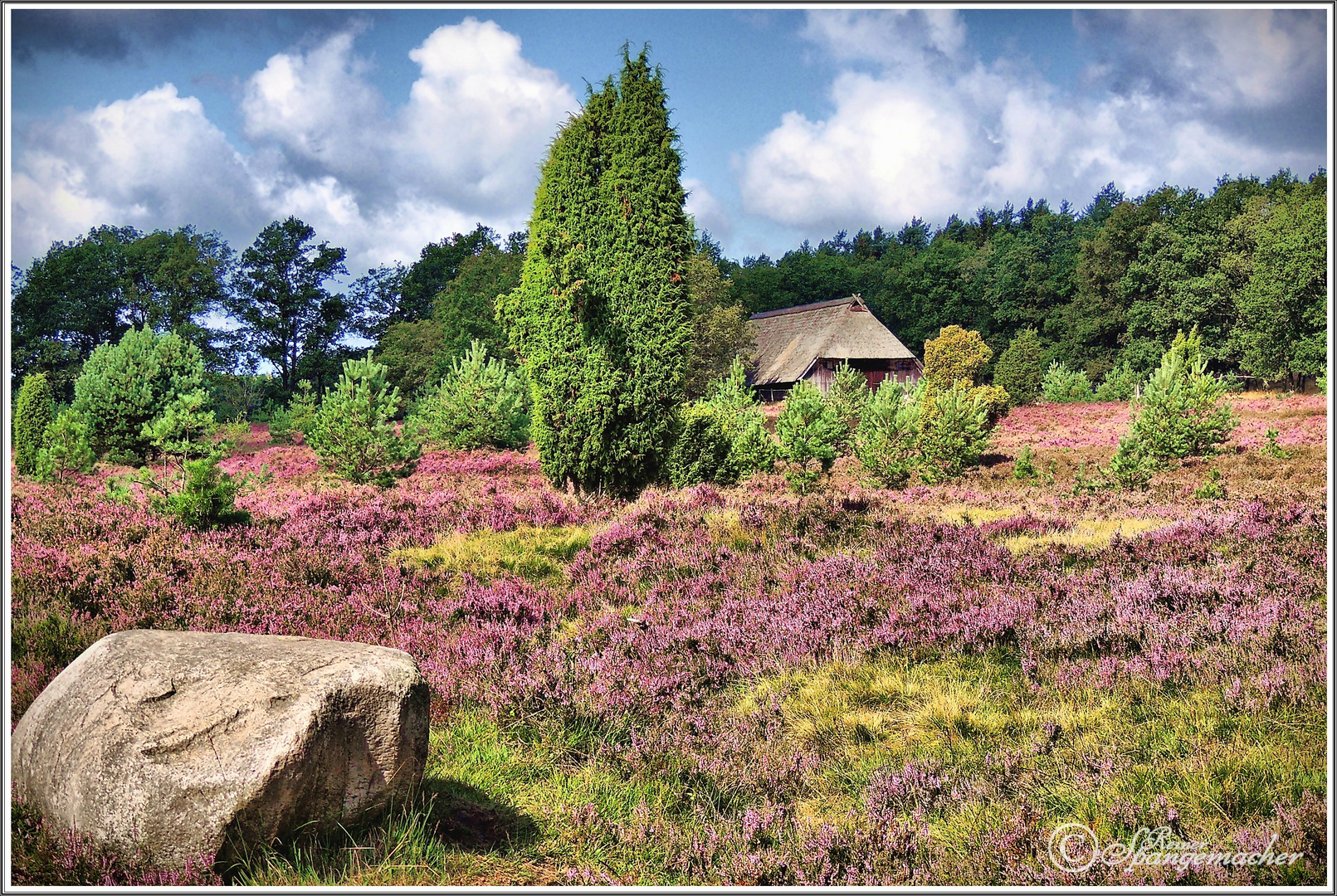 Heide Nähe Wilseder Berg Foto & Bild deutschland, europe