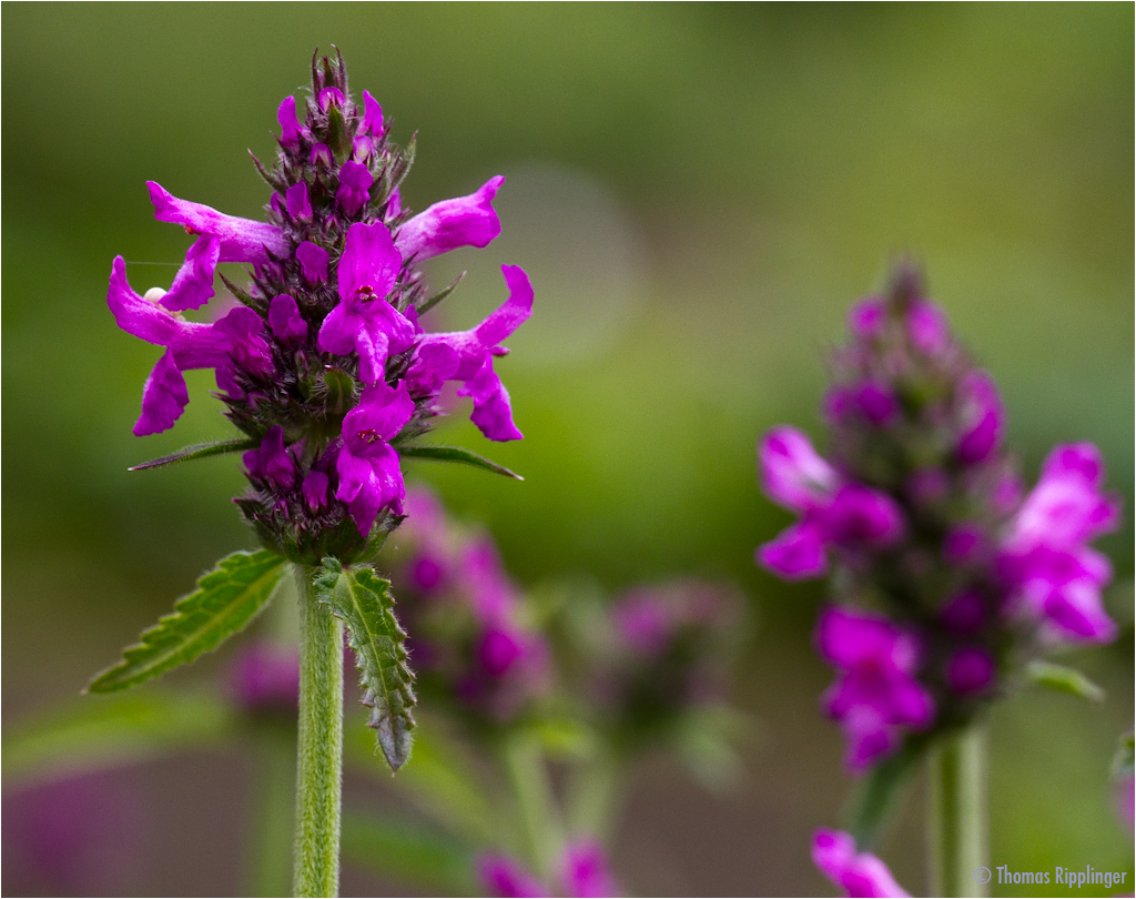 HeilZiest (Stachys officinalis) Foto & Bild pflanzen, pilze