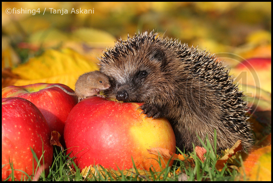 Herbst... Foto & Bild tiere, tierfreundschaften, natur Bilder auf