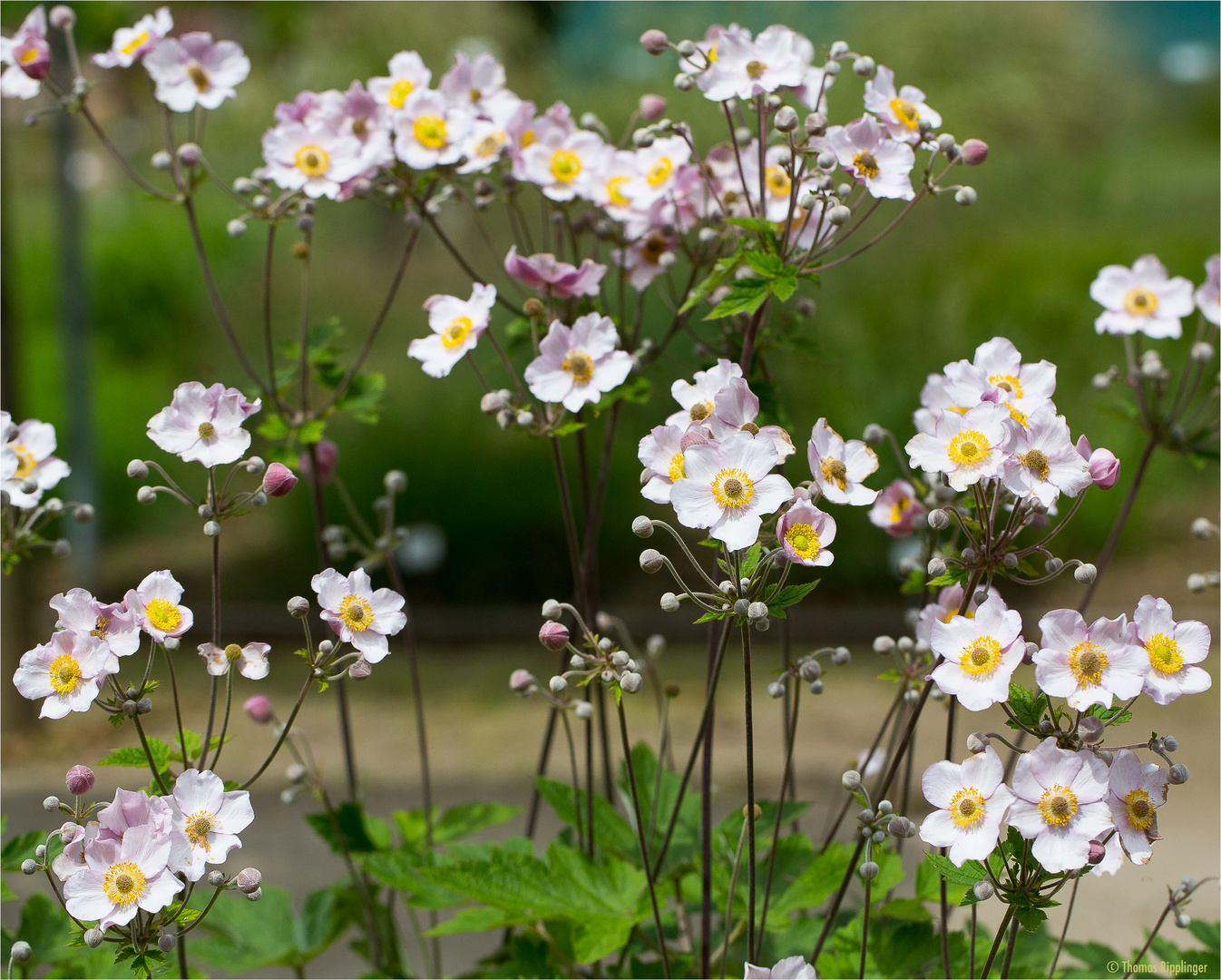 Herbst Anemone (Anemone hupehensis). Foto & Bild pflanzen, pilze