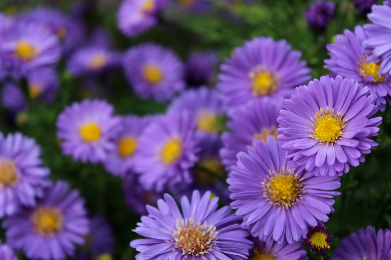 HerbstBlumen Foto & Bild kunstfotografie & kultur, motive Bilder auf