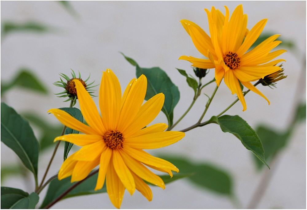 Herbst Blumen Foto & Bild Natur, Gartenpflanzen und blüten, Blüten