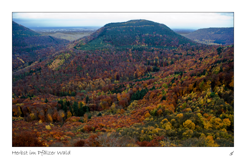 Herbst im Pfälzer Wald 2 Foto &amp; Bild | jahreszeiten, herbst, natur ...