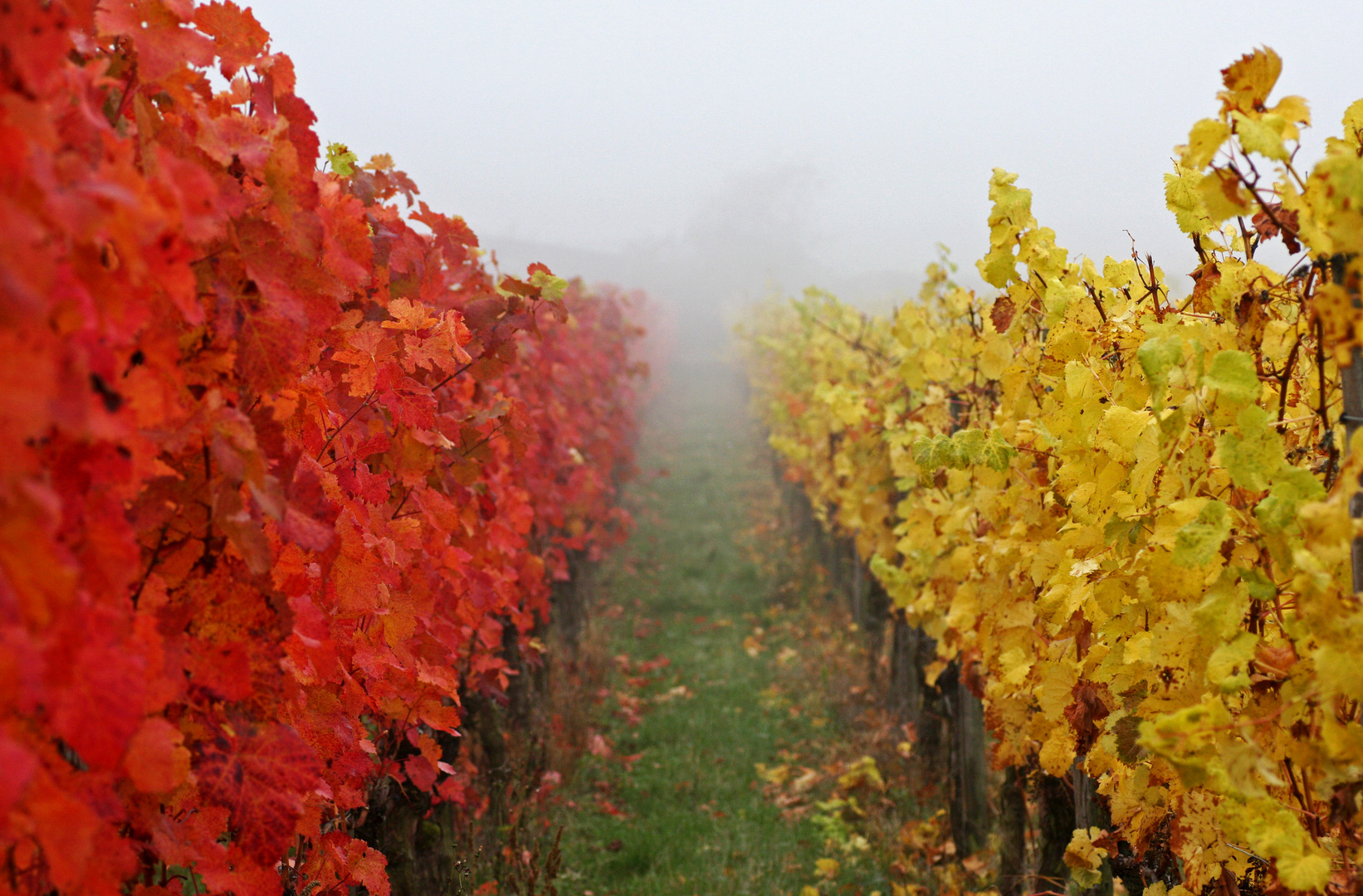 Herbst im Weinberg Foto & Bild jahreszeiten, herbst, natur Bilder auf