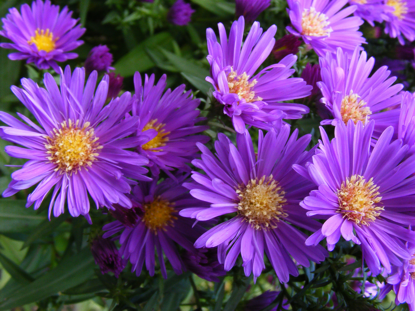 Herbstastern Foto & Bild pflanzen, pilze & flechten, blüten