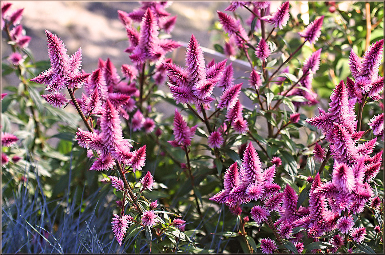 Herbstblumen Foto & Bild jahreszeiten, herbst, pflanzen Bilder auf