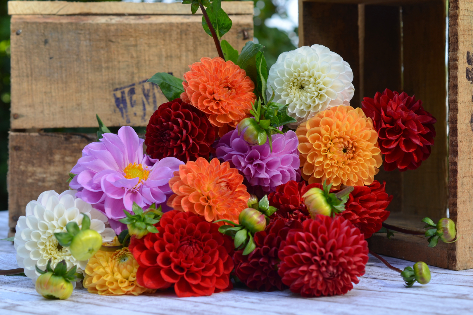Herbstblumen Foto & Bild jahreszeiten, herbst, natur Bilder auf