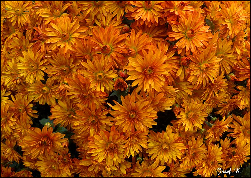 Herbstblumen Foto &amp; Bild | jahreszeiten, herbst, blumen Bilder auf