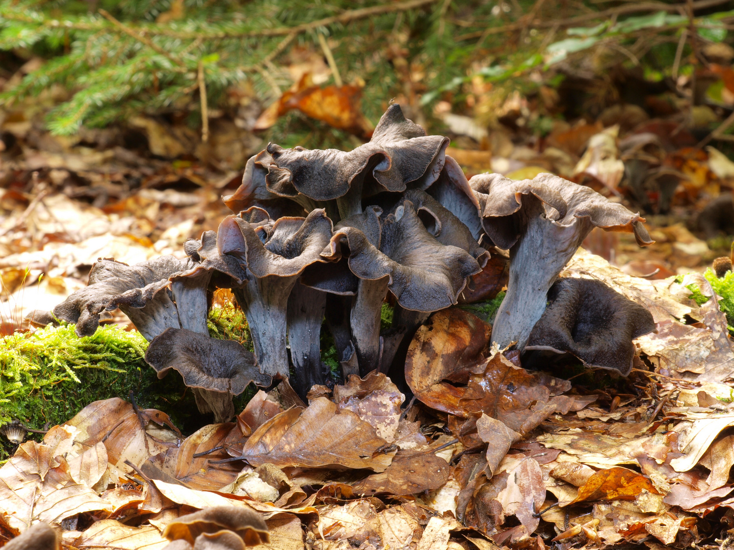 Herbsttrompete, Totentrompete Foto &amp; Bild | pflanzen, pilze &amp; flechten ...