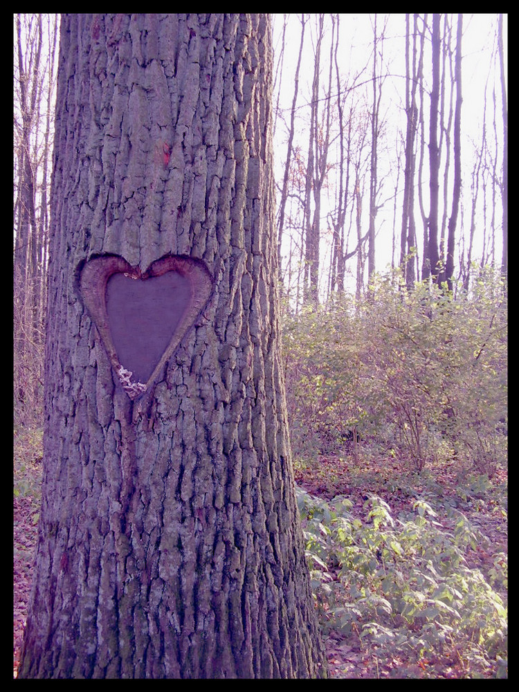 Herz im Baum Foto &amp; Bild pflanzen, pilze &amp; flechten