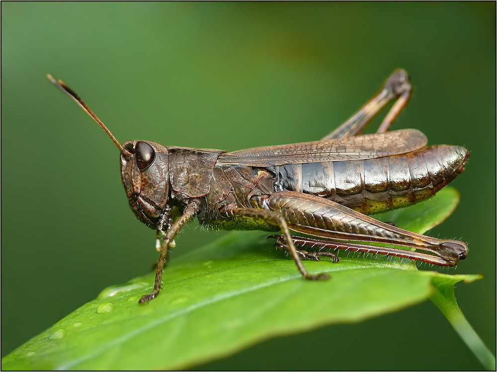 Heuschrecke Foto & Bild tiere, wildlife, insekten Bilder auf
