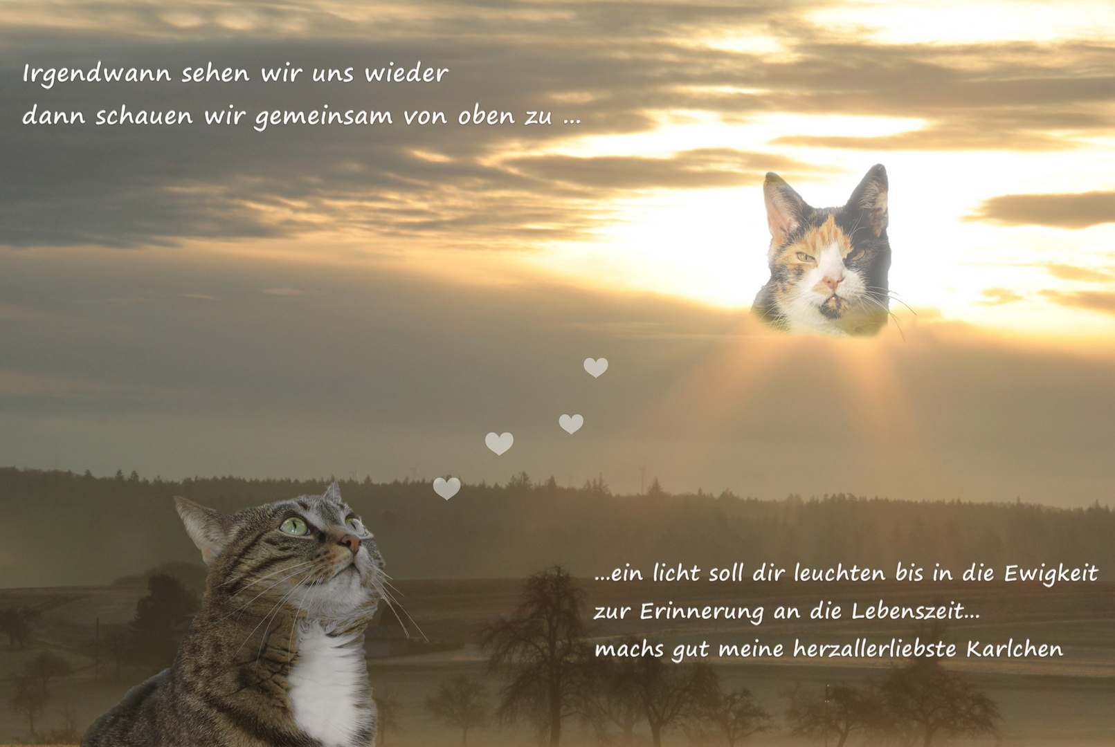 heute ist ein trauriger Tag Foto & Bild natur, tiere, tier und mensch