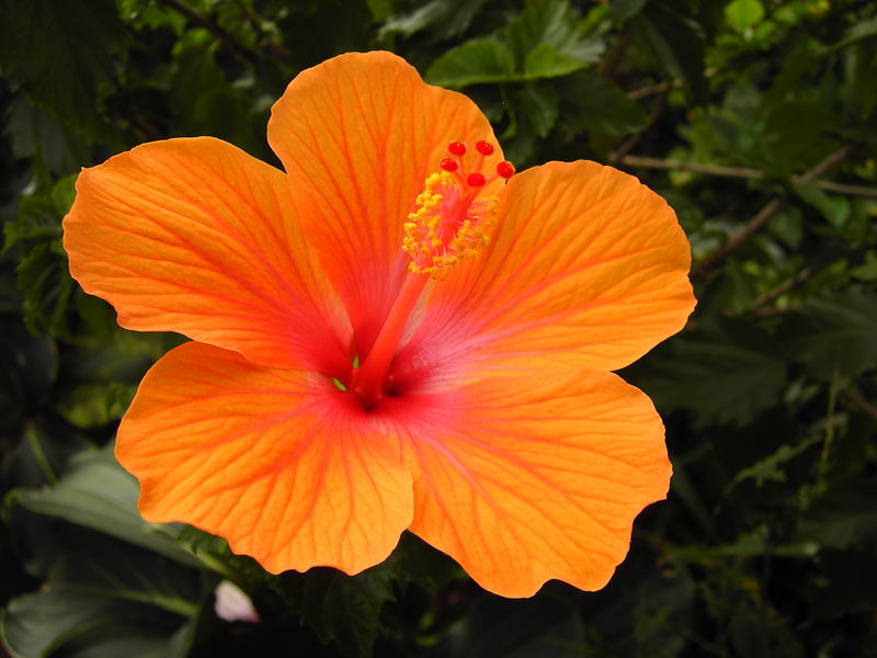Was Ist Hibiskus 4246 was ist hibiskus pflege hibiskus hibiskus pflege Was Ist Hibiskus 4246 was ist hibiskus pflege hibiskus hibiskus pflege