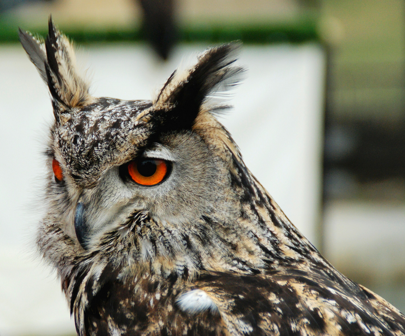 Hibou Grand Duc photo et image animaux, animaux sauvages, oiseaux Images