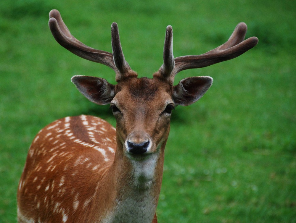 Hirsch Foto &amp; Bild | tiere, zoo, wildpark &amp; falknerei, säugetiere ...