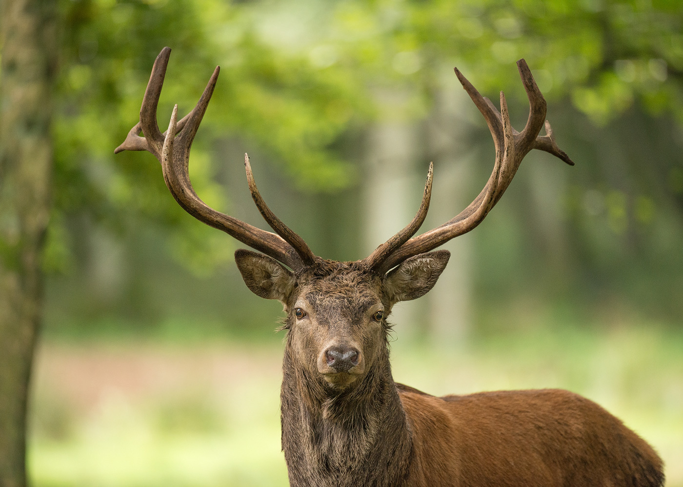 Hirsch Foto & Bild tiere, wildlife, wildlife sonstige tiere Bilder
