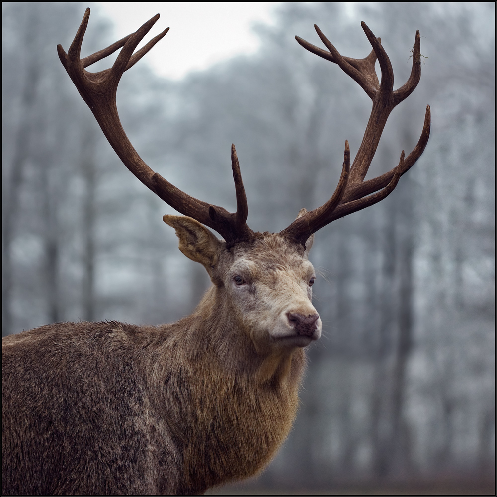Hirsch-Portrait V2 Foto &amp; Bild | tiere, zoo, wildpark &amp; falknerei ...