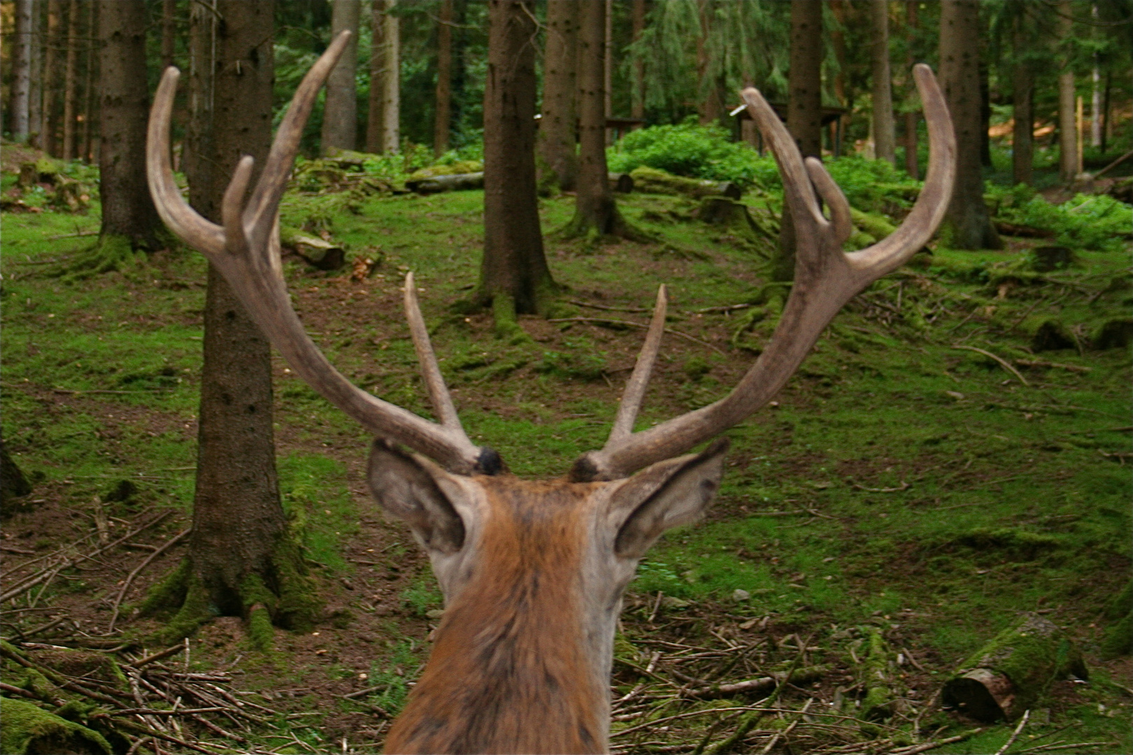 Hirschgeweih Foto & Bild tiere, tierdetails, natur Bilder auf Hirschgeweih Foto & Bild tiere, tierdetails, natur Bilder auf