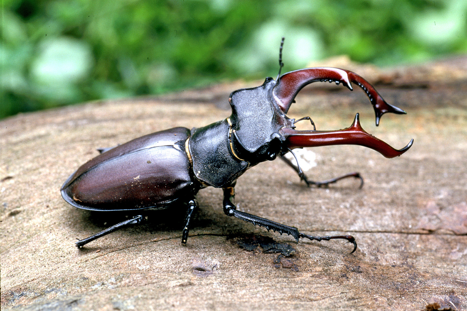 Hirschkäfer Foto & Bild | tiere, wildlife, insekten Bilder auf