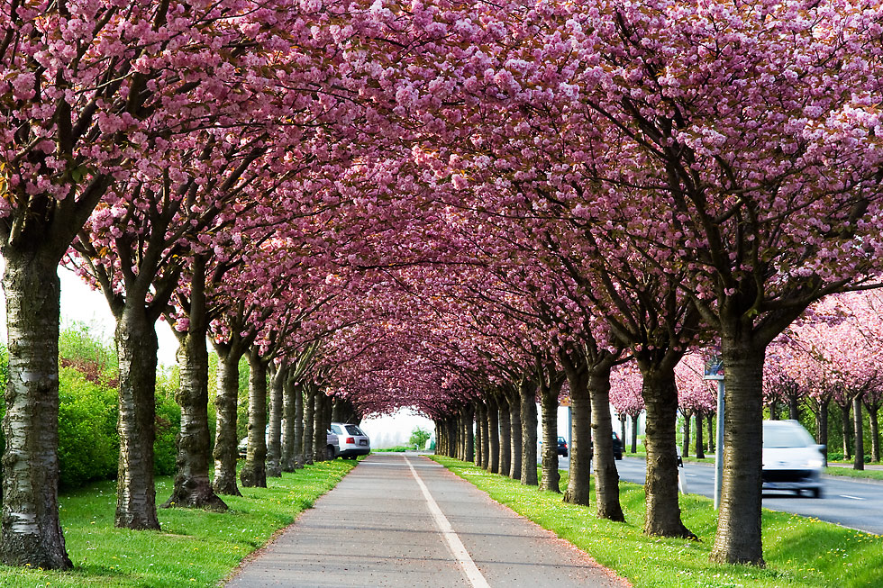 Holzweg&hellip; Foto &amp; Bild deutschland, europe, sachsen