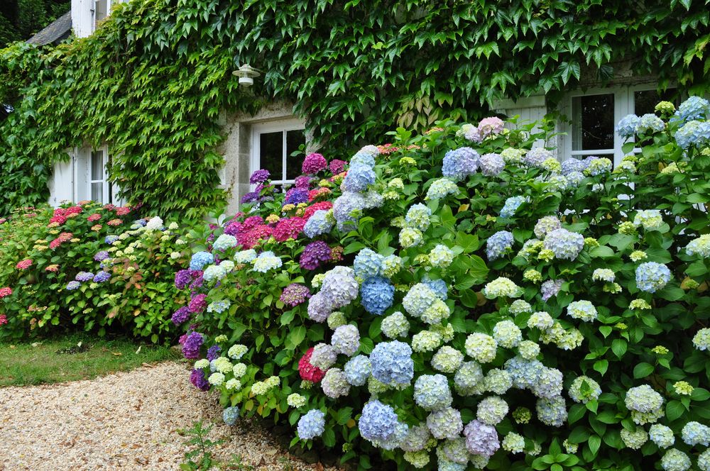 Hortensien in der Bretagne Foto & Bild Natur, Sträucher