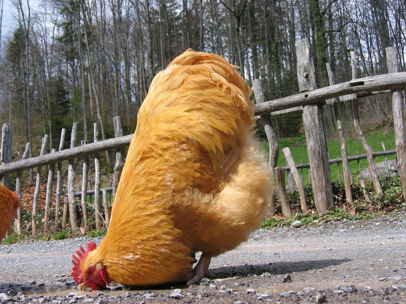 Lustiges Huhn Lustiges Huhn