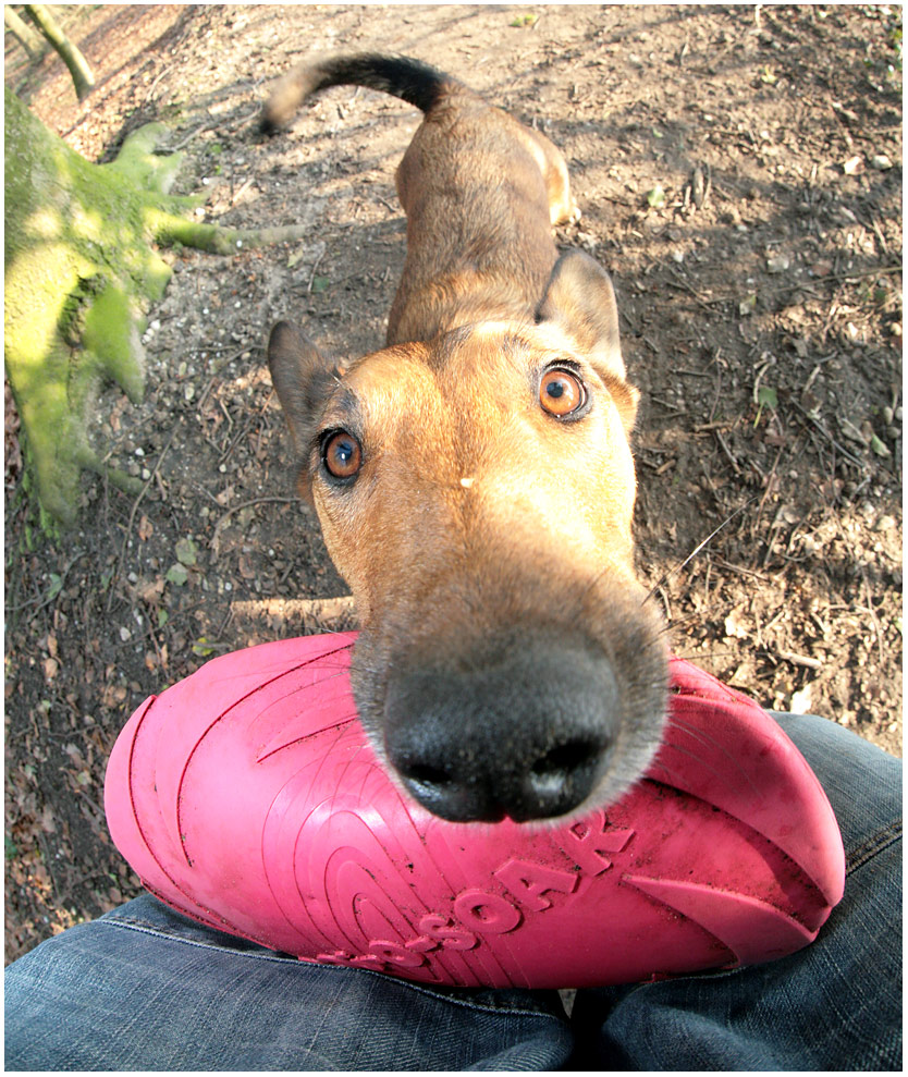 Hund drückt Herrchen Frisbee in den Schritt Foto &amp; Bild Natur, Hunde