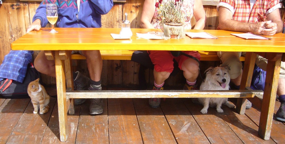 Hund und Katze unter dem Tisch Foto &amp; Bild Natur, Tier und Mensch