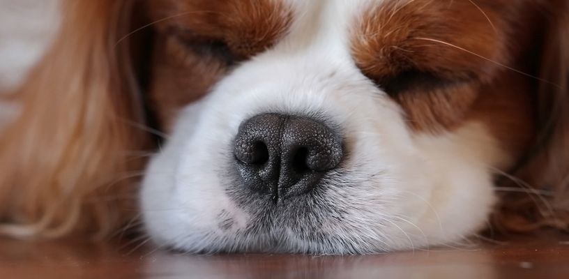 Hundenase Fotos & Bilder auf