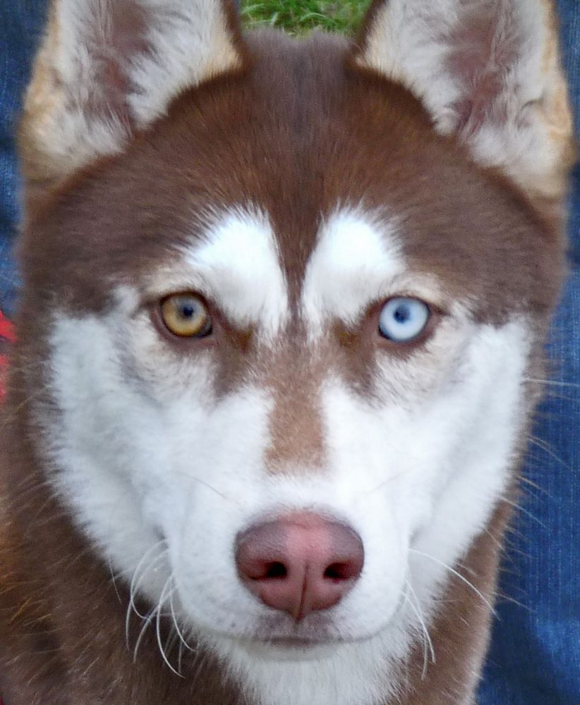 husky-yeux-vairons-c203a149-34bd-4eb2-826d-149c440fafb6.jpg