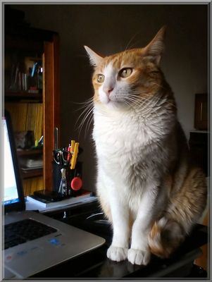 I see the FC pictures with my owner, because here it rains cats and dogs:-))