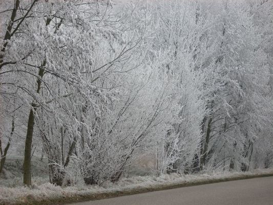 Iced Countryside in Karlsrue in Germany(Photo Taken By Sonja Maria Graesser)