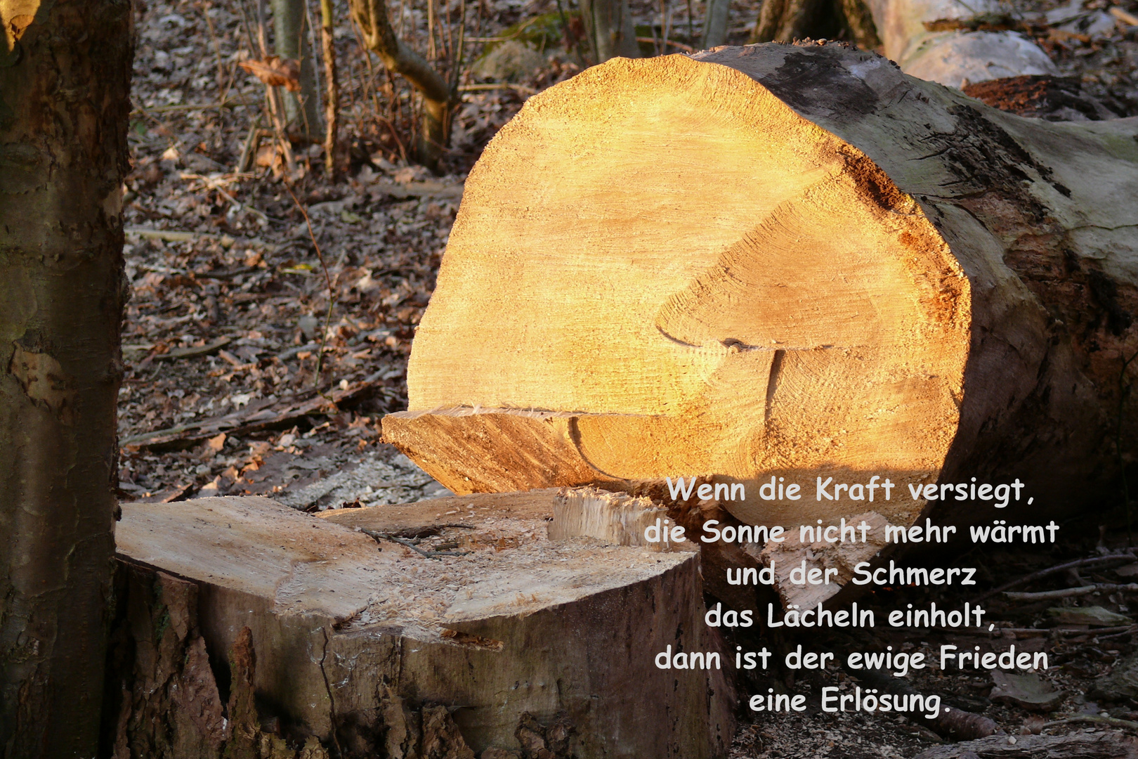 Partnersuche wo alles kostenlos ist Wix.com: Kostenlose Website erstellen | Eigene Homepage erstellen