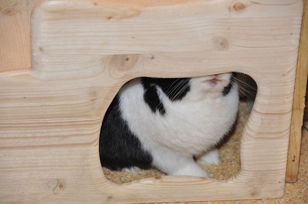 "Ich kann mir das nicht erklären, aber hier oben riecht es verdächtig nach Kaninchenfurz!"