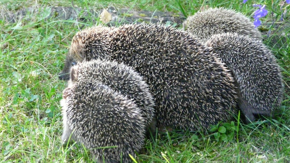 Igel Familie (8Stück) Foto & Bild tiere, tierkinder, natur Bilder auf