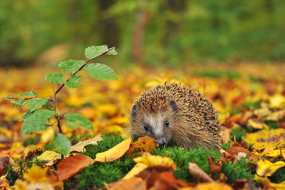 Igel Herbst Foto & Bild tiere, wildlife, säugetiere Bilder auf