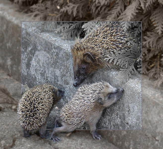 Igelfamilie Foto &amp; Bild tiere, wildlife, säugetiere