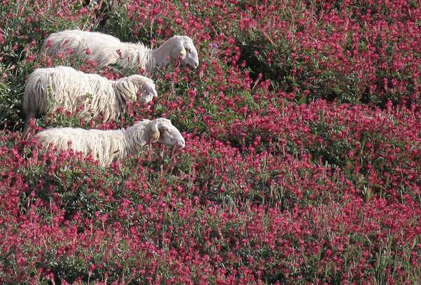 Il canto della natura : l'ebbrezza della primavera // in COPERTINA FC il 5 maggio alle 20.00