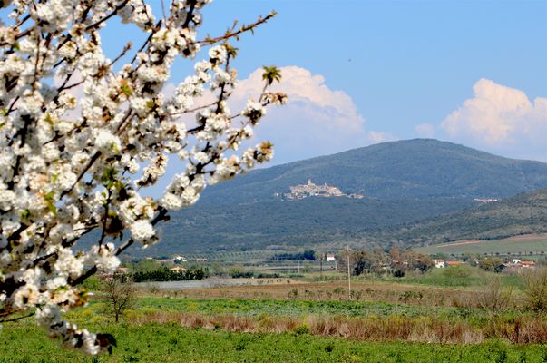 La vacca urla di piacere mentre la sfondo e sborro il culo 4