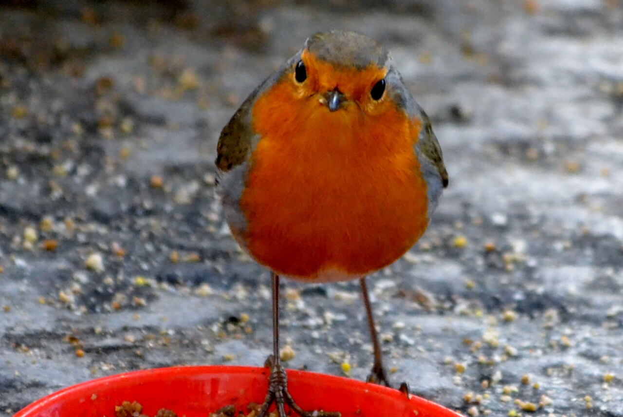 Il pettirosso ! Foto Immagini animali, uccelli allo stato libero