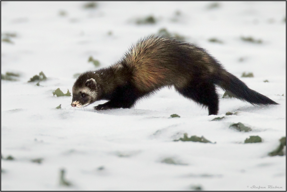 Iltis im Schnee Foto & Bild tiere, wildlife, säugetiere Bilder auf