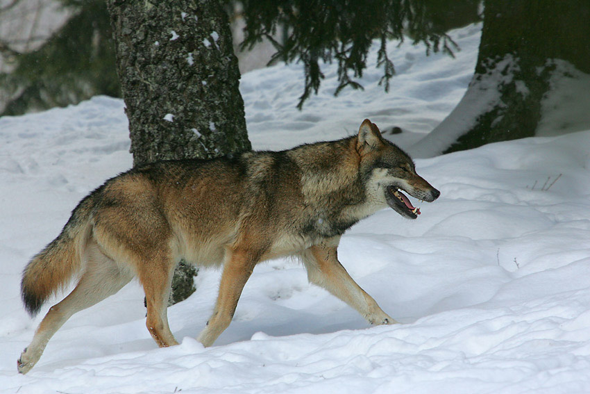 Sibirien Tiere Sibirien Tiere
