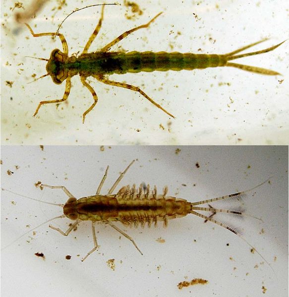 Insektenlarven Foto & Bild technisches Bilder auf