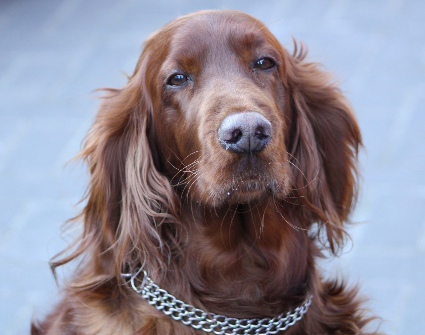 Irish Setter Foto &amp; Bild tiere, haustiere, hunde Bilder auf