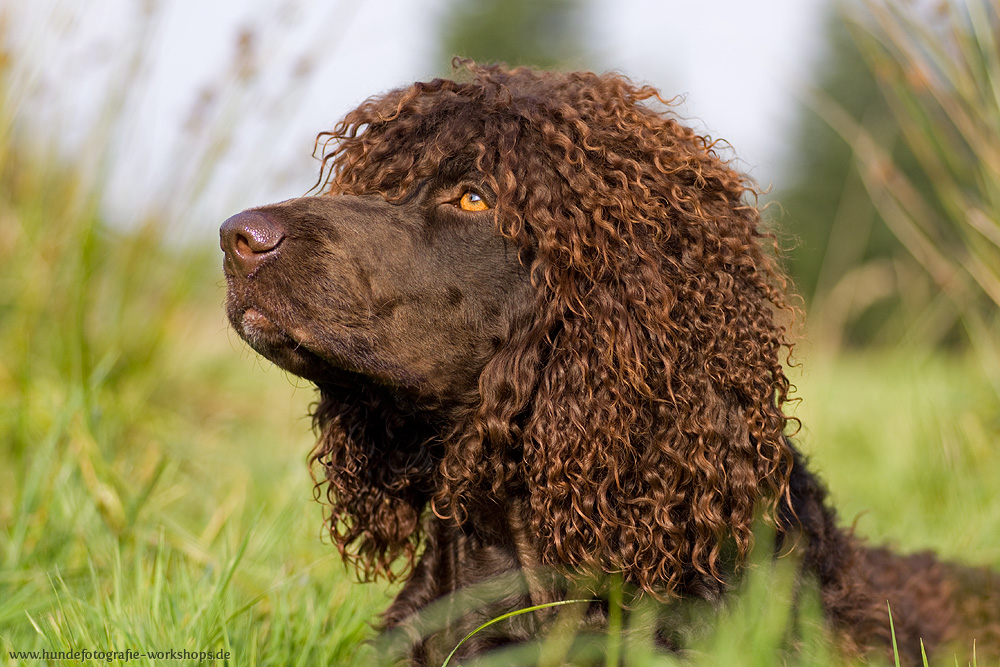 Irish Water Spaniel Foto & Bild | tiere, haustiere, hunde Bilder auf