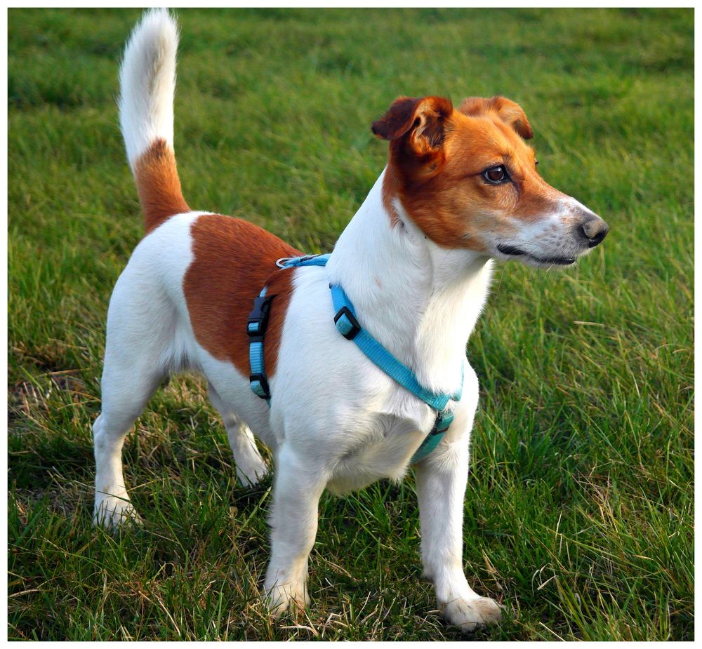 Jack Russel Foxterrier Mix Foto & Bild tiere, haustiere, hunde Bilder auf