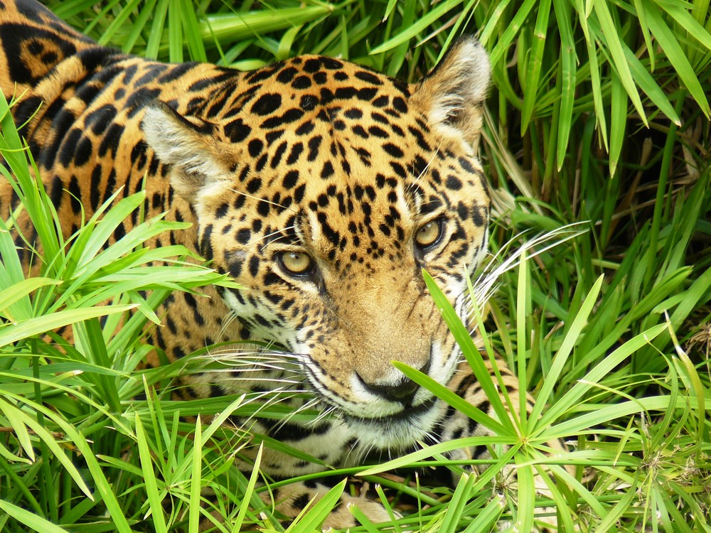 Imagenes Jaguar Americano | jaguar americano panthera onca imagen foto animales Imagenes Jaguar Americano | jaguar americano panthera onca imagen foto animales