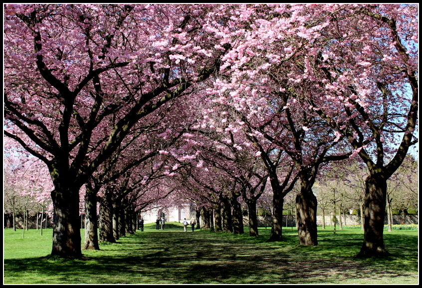 Japanische Kirschblüten Allee Foto & Bild landschaft