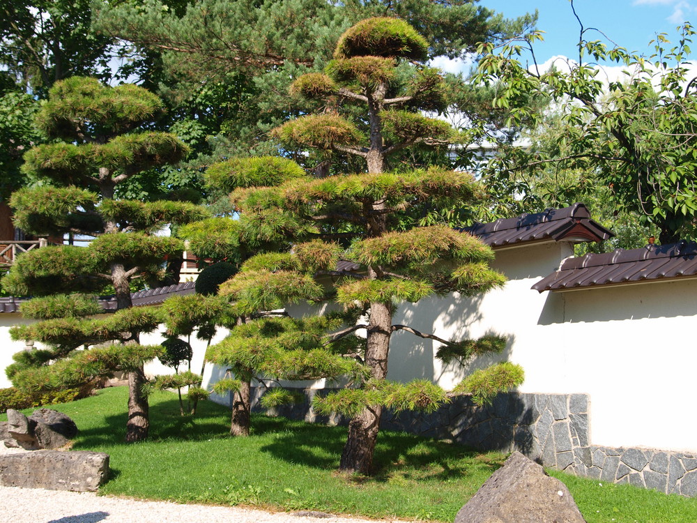 Japanischer Garten Foto & Bild pflanzen, pilze